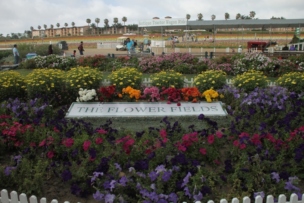 carlsbad flower fields in bloom